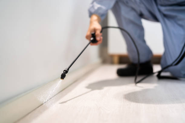 Licensed Wasp Removal service in Lincoln, IL - Show Me Pest Control